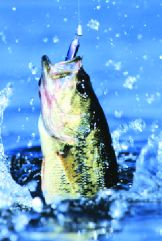 46rn11 fish